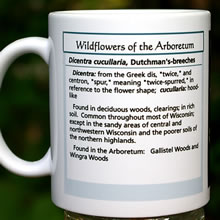 mug dicentra 8128.jpg